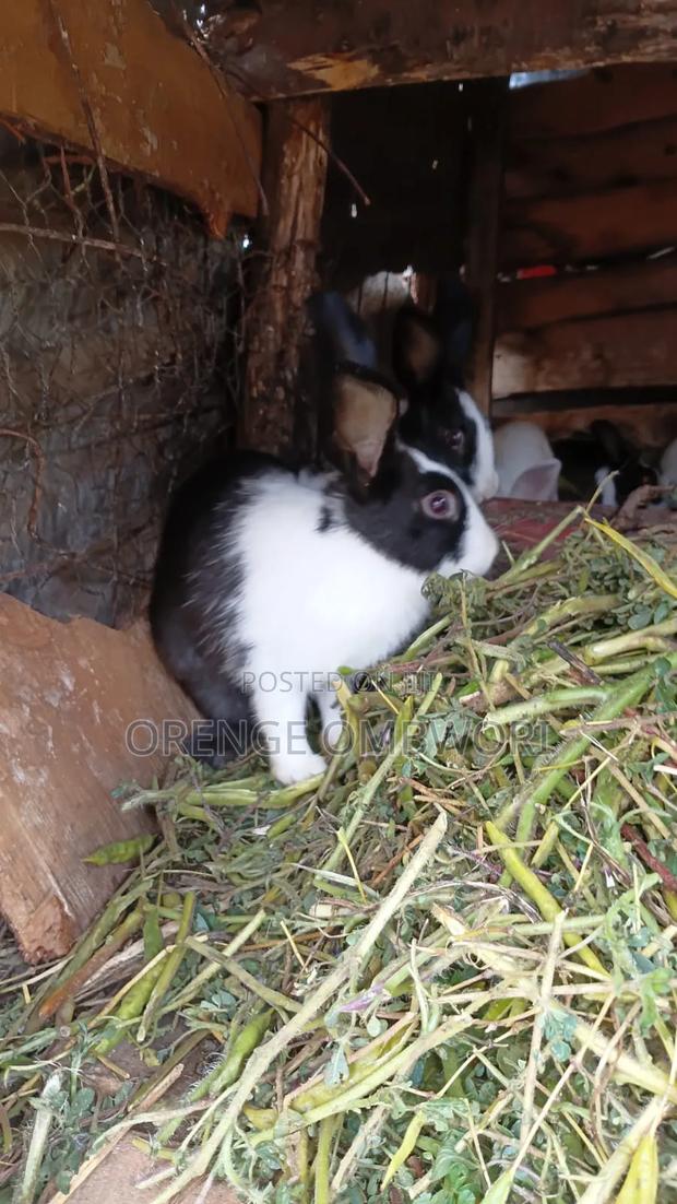 Rabbit for Breeding - thumbnail 13