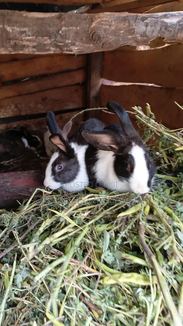 Rabbit for Breeding - thumbnail 14
