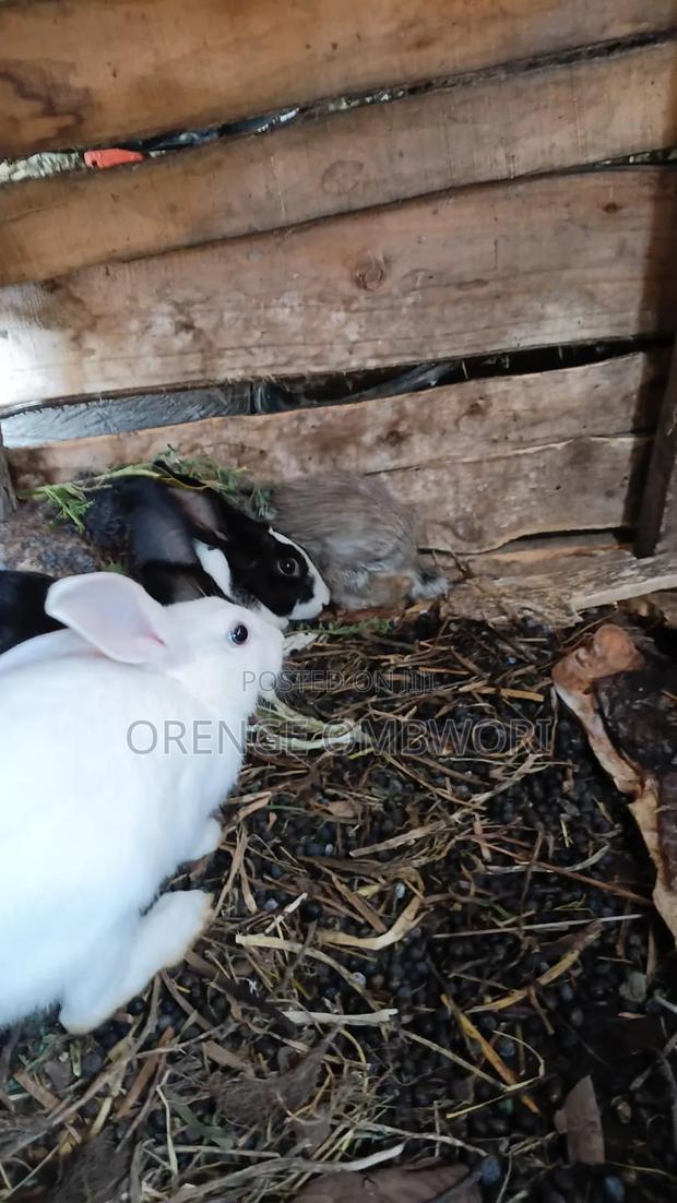 Rabbit for Breeding - thumbnail 15