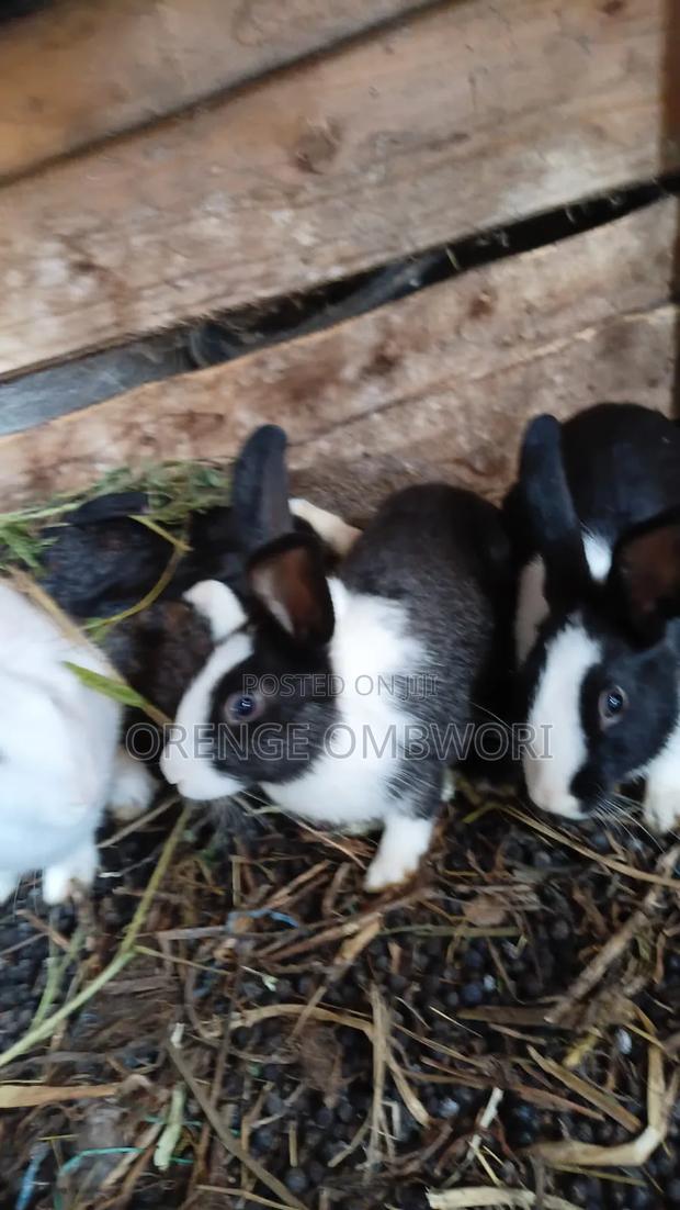 Rabbit for Breeding - thumbnail 16