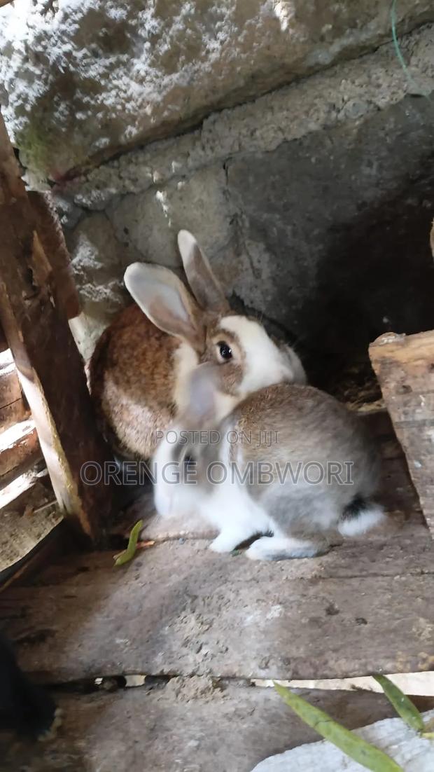 Rabbit for Breeding - thumbnail 17
