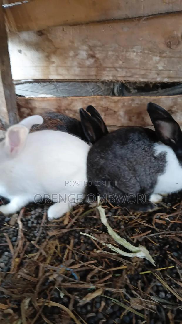 Rabbit for Breeding - thumbnail 18