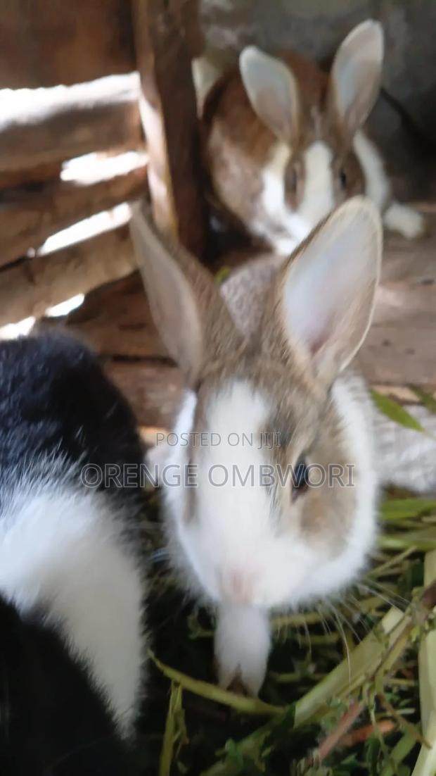 Rabbit for Breeding - thumbnail 19