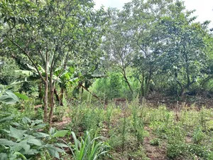 Kiu Kenda Estate Chui Court Prime Residential Fully Serviced 1acre