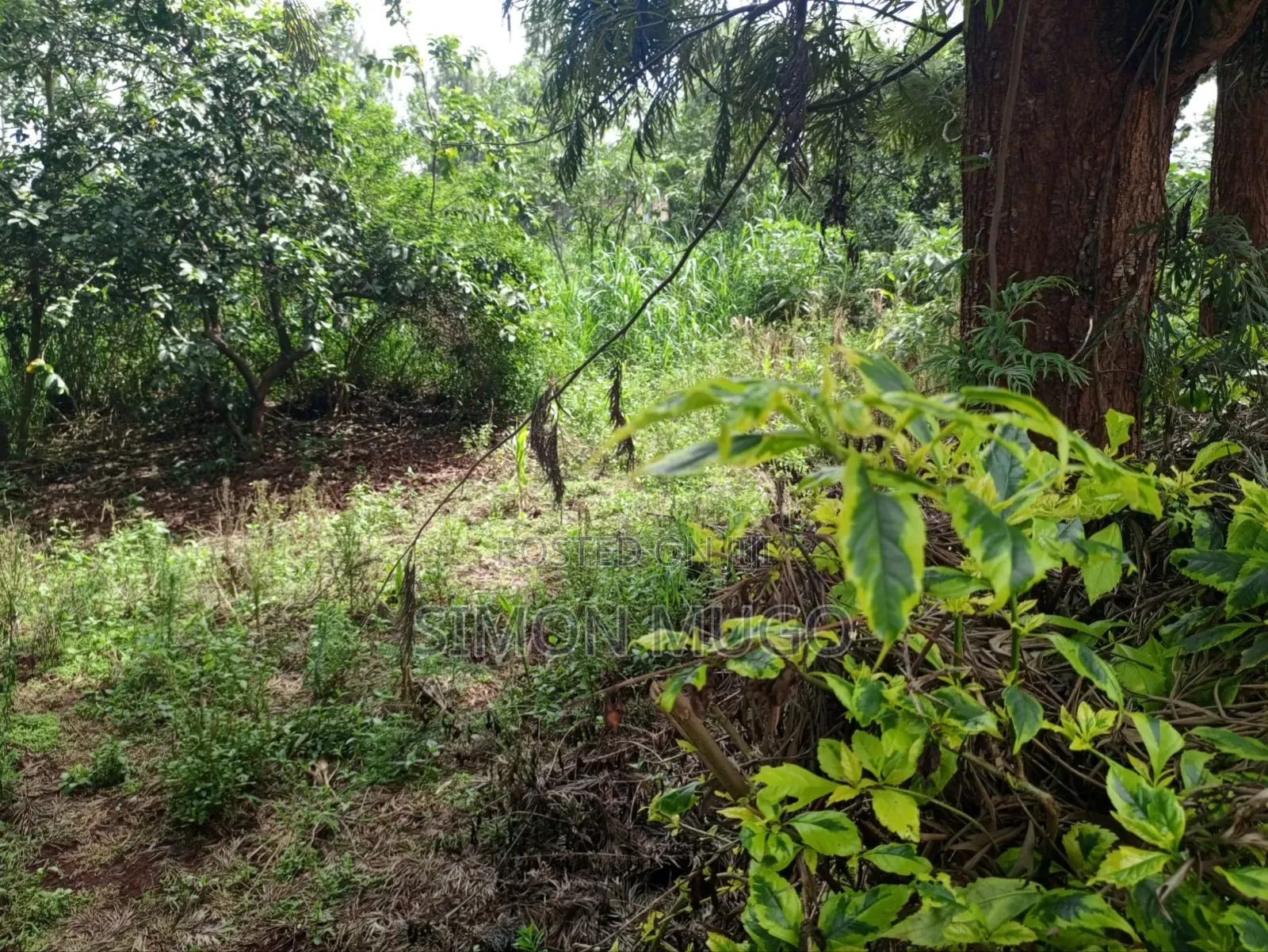 Kiu Kenda Estate Chui Court Prime Residential Fully Serviced 1acre