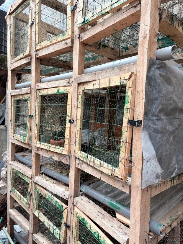 Rabbit Urine - thumbnail 3