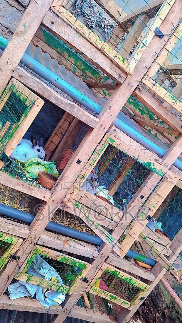 Rabbit Urine - thumbnail 5