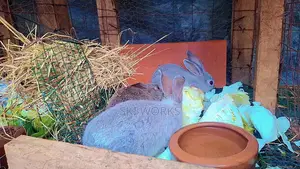 Rabbit Urine