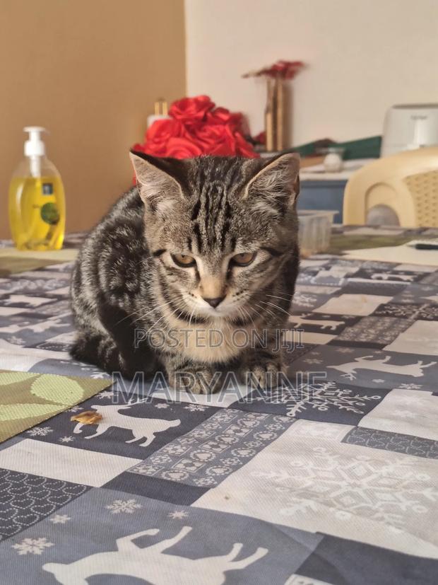 3-6 months Female Mixed Breed Tabby - main view