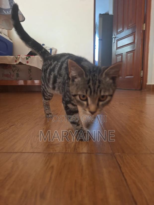 3-6 months Female Mixed Breed Tabby - thumbnail 3