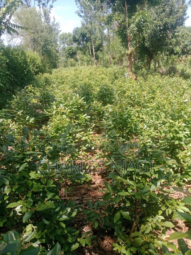 1 Acre Land - main view