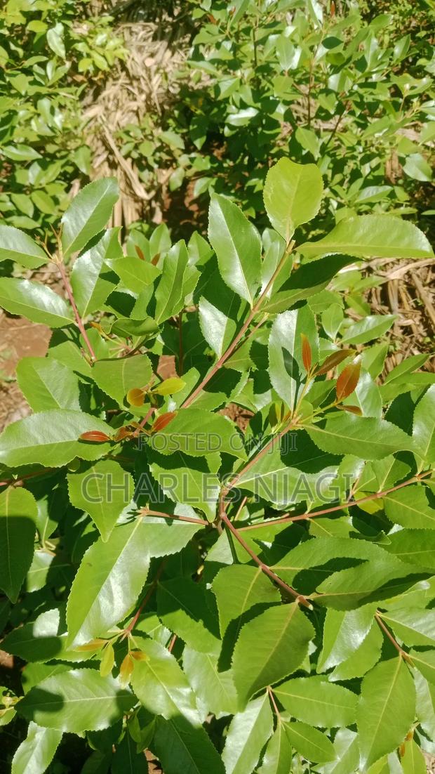 1 Acre Land - thumbnail 4