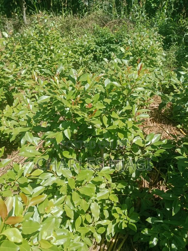 1 Acre Land - thumbnail 5