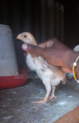 4 Weeks Kuchi Chicks - thumbnail 2