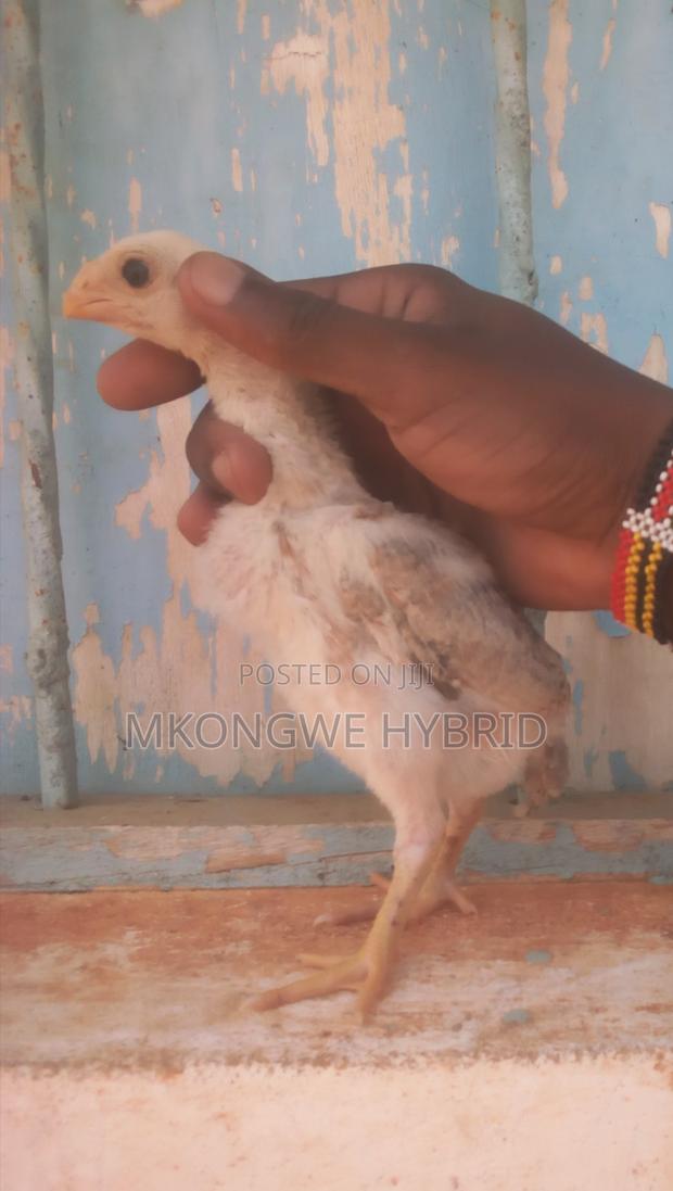4 Weeks Kuchi Chicks - thumbnail 3