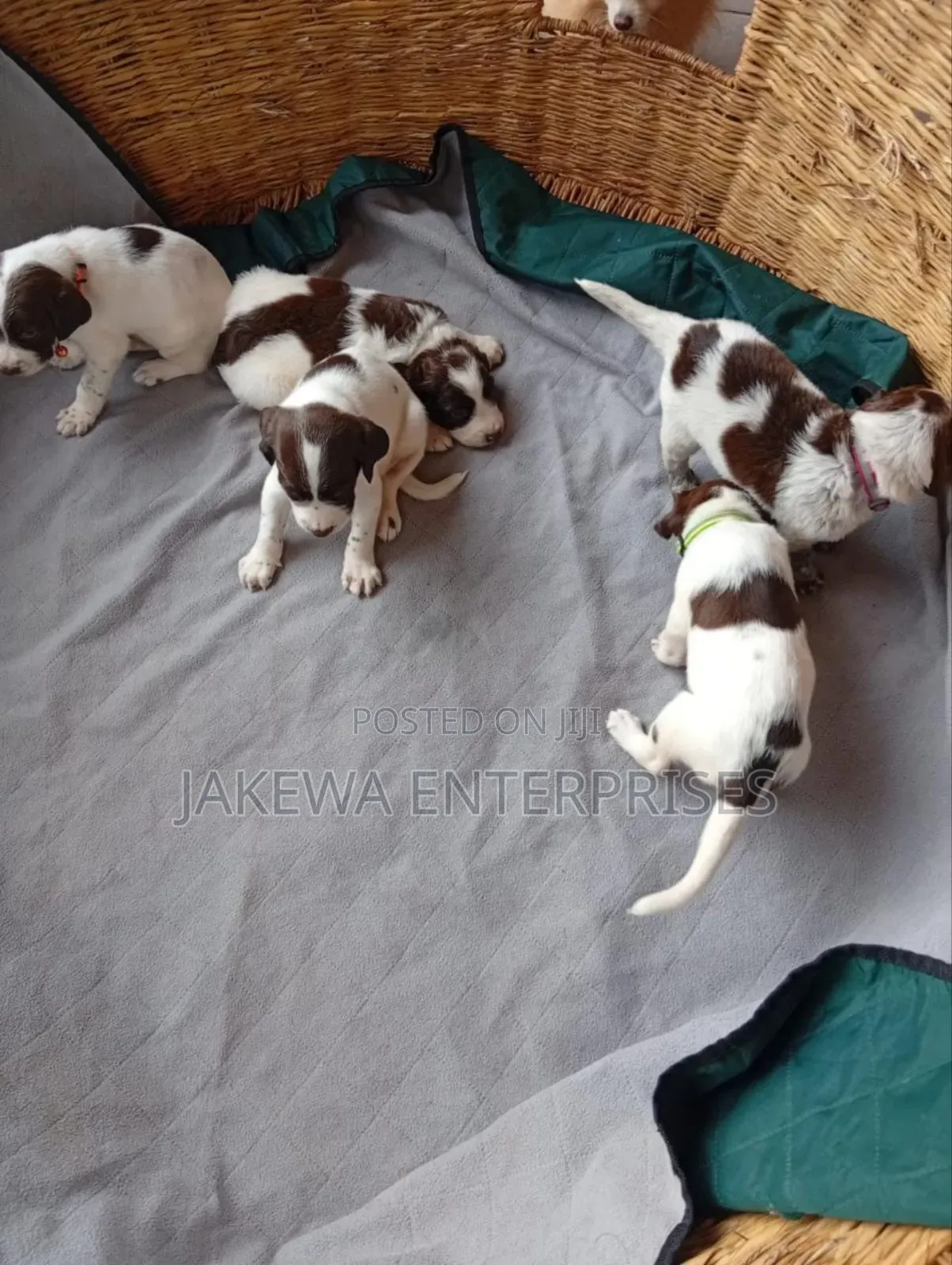 1-3 months Male Purebred German Shorthaired Pointer