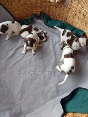1-3 months Male Purebred German Shorthaired Pointer