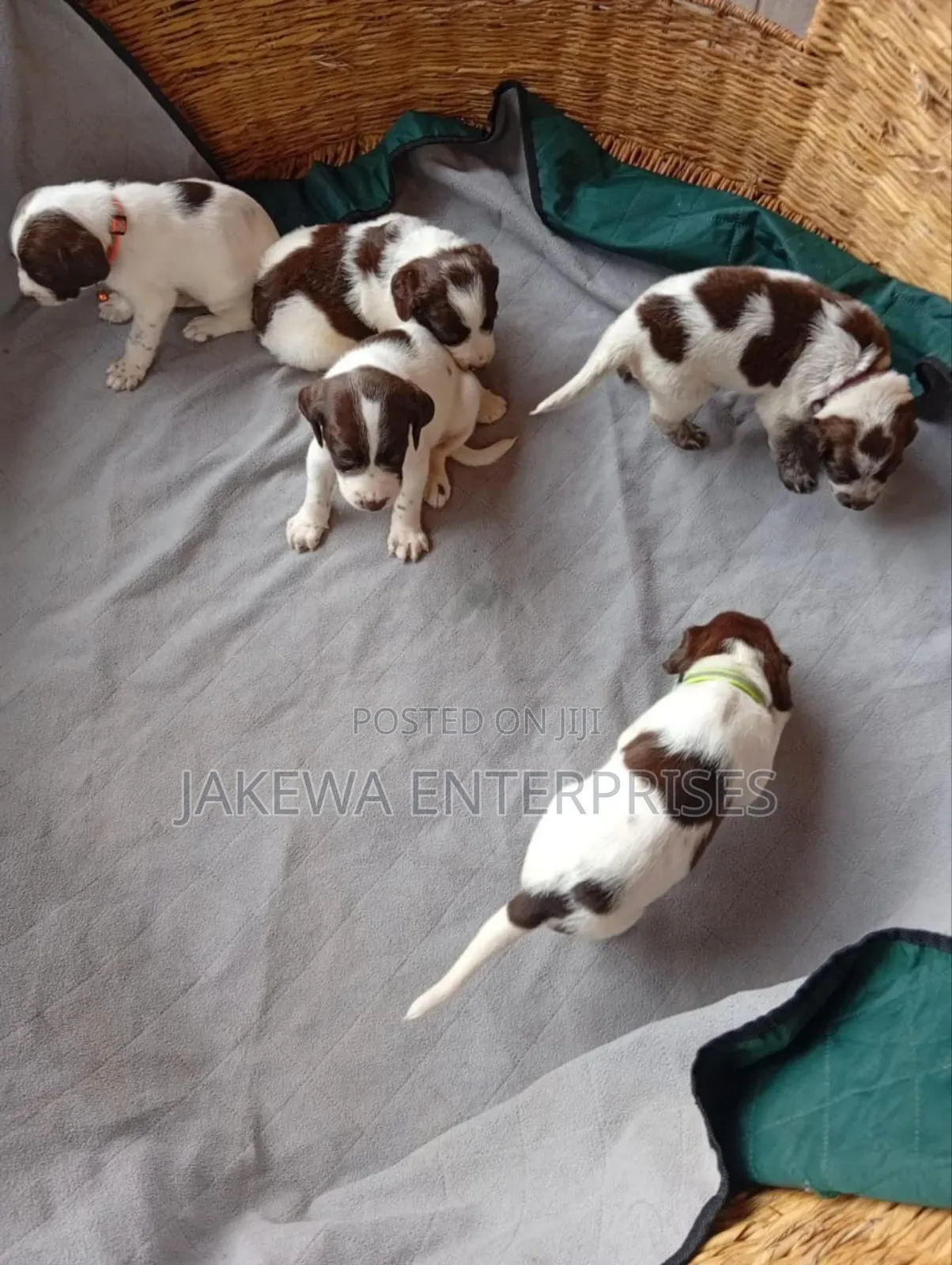 1-3 months Female Purebred German Shorthaired Pointer