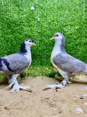 Upcoming Lahore Shiraz - thumbnail 2