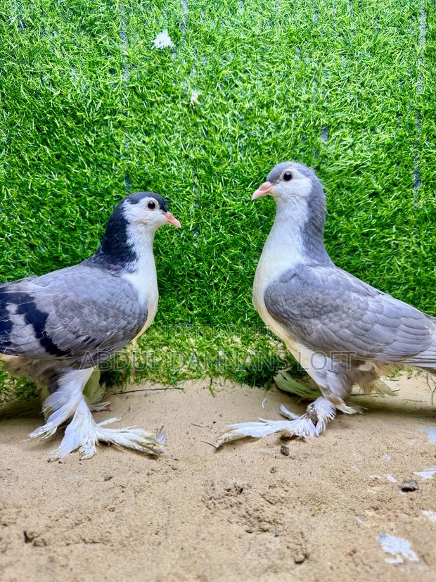 Upcoming Lahore Shiraz - main view