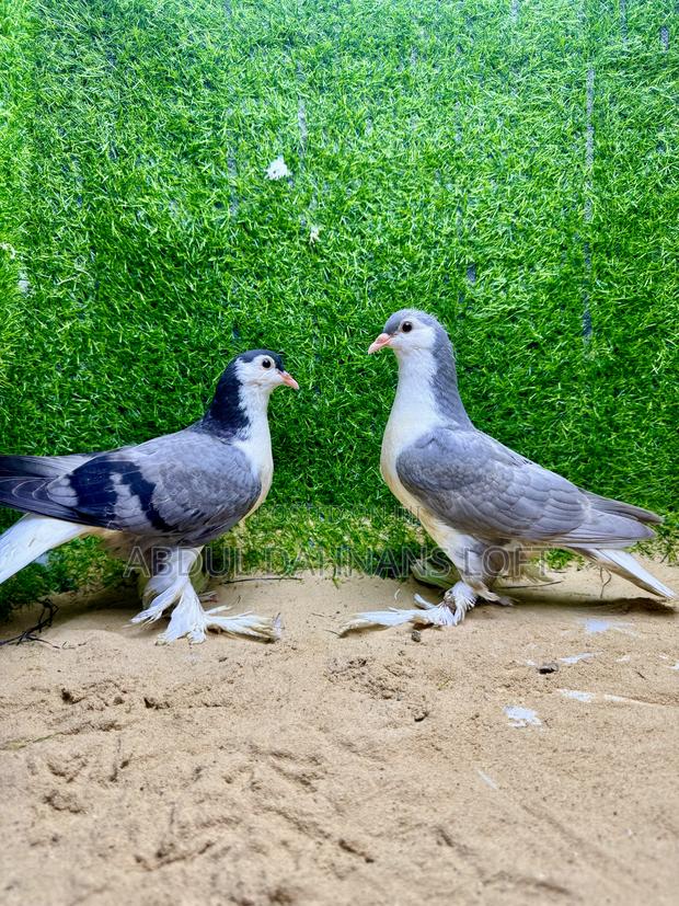 Upcoming Lahore Shiraz - thumbnail 3