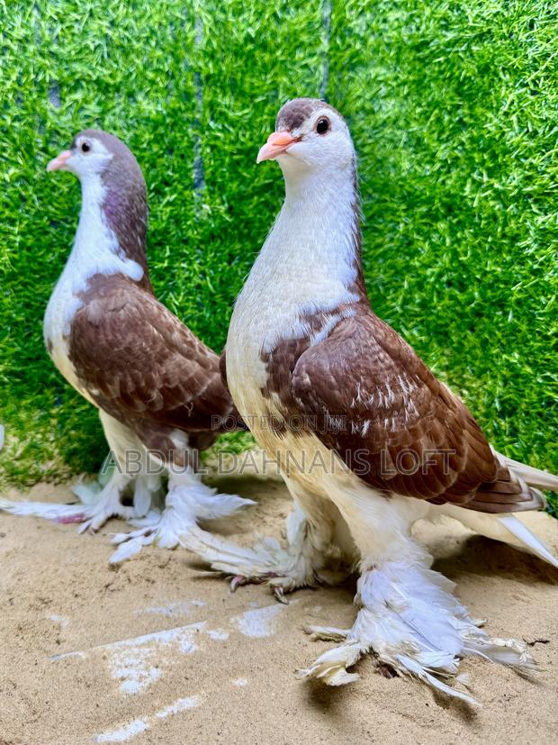 Upcoming Red Lahore Jumbo - main view