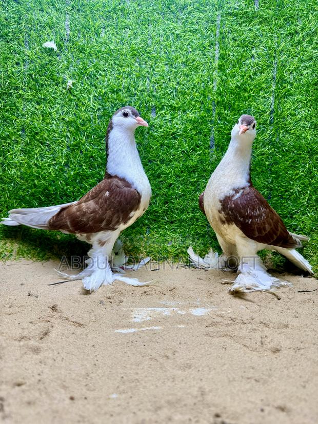 Upcoming Red Lahore Jumbo - thumbnail 3