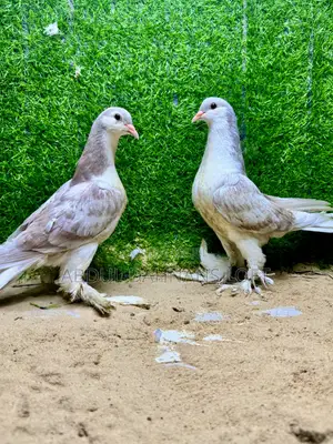 Opal Bar Young Pair of Lahore Shiraz