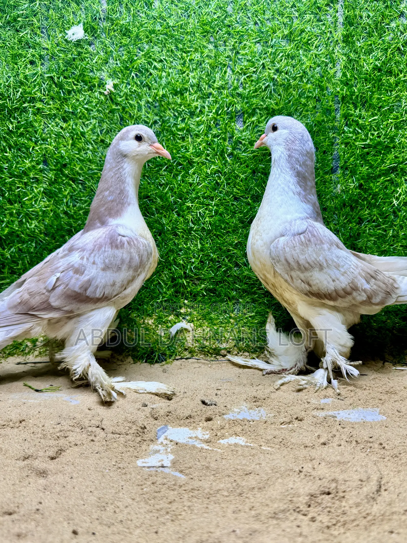 Opal Bar Young Pair of Lahore Shiraz