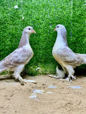 Opal Bar Young Pair of Lahore Shiraz