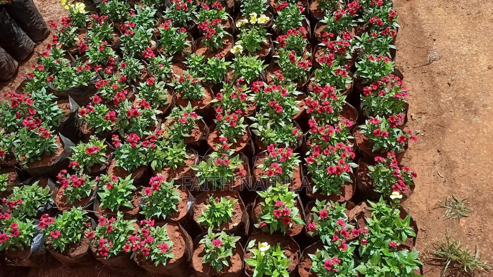 Residential and Commercial Landscaping Services