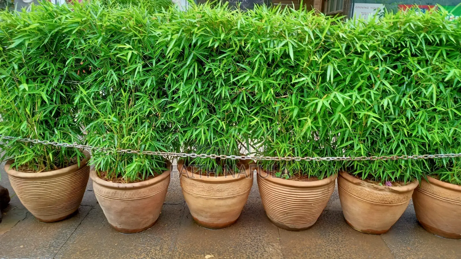 Residential and Commercial Landscaping Services