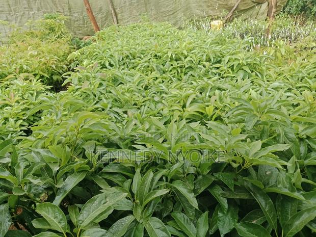 Hass Ovacado - thumbnail 7