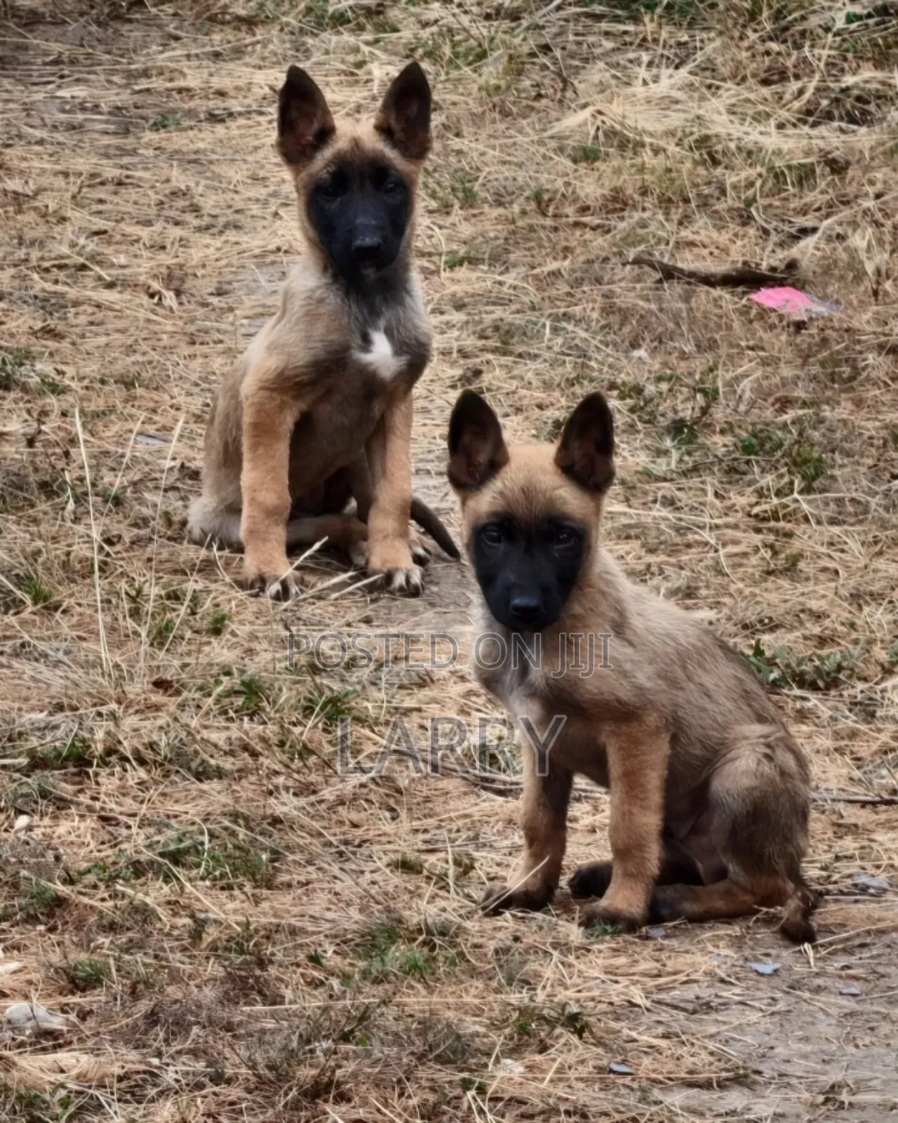 1-3 months Female Purebred Belgian Malinois