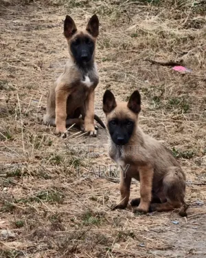 1-3 months Female Purebred Belgian Malinois