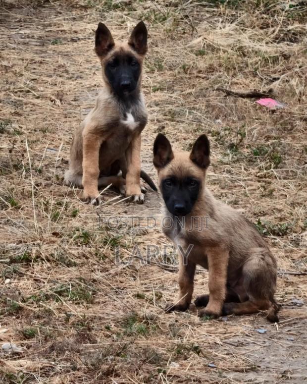 1-3 months Female Purebred Belgian Malinois