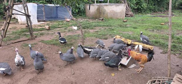 Kanga/Guinea Fowls for Sale