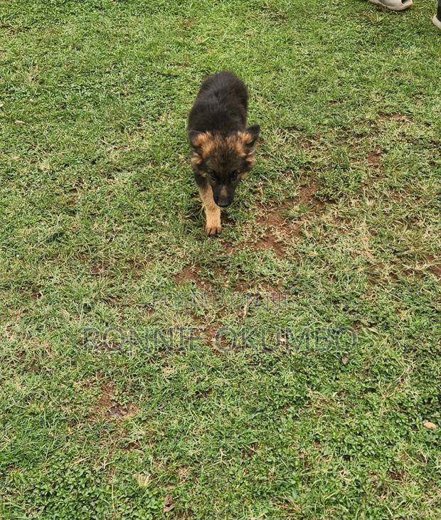 1-3 months Female Purebred German Shepherd