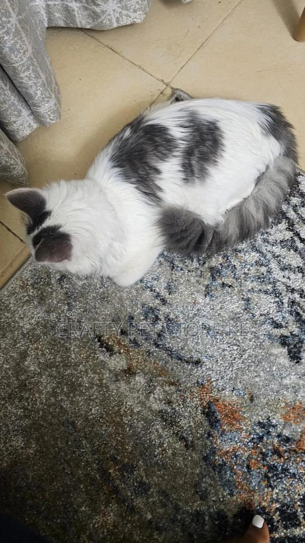 3-6 months Male Purebred Exotic - main view