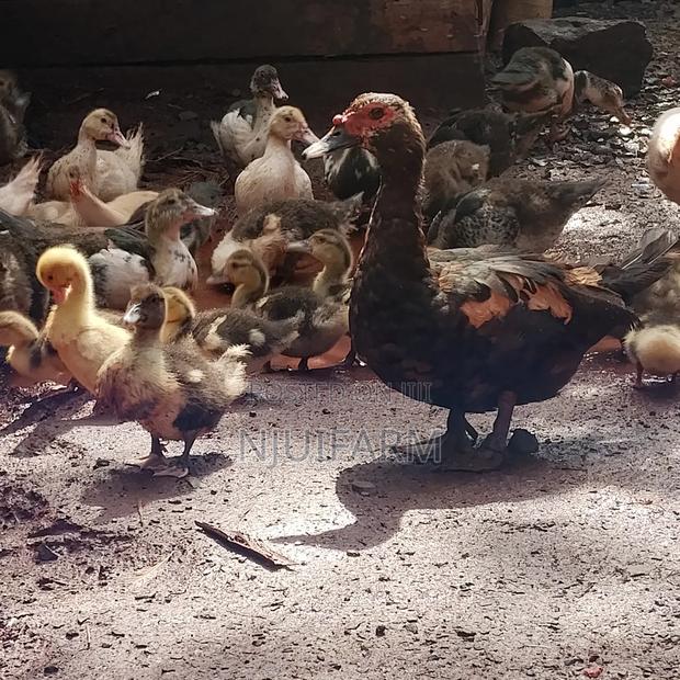 Healthy Muscovy Ducks for Sale – Farm Raised