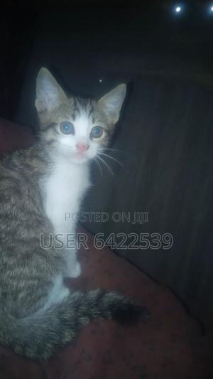 1-3 months Male Purebred Cat - main view