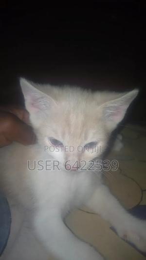 1-3 months Female Purebred Cat - thumbnail 2