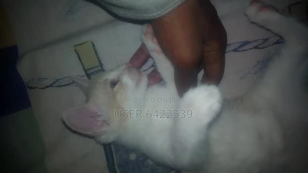 1-3 months Female Purebred Cat - thumbnail 3