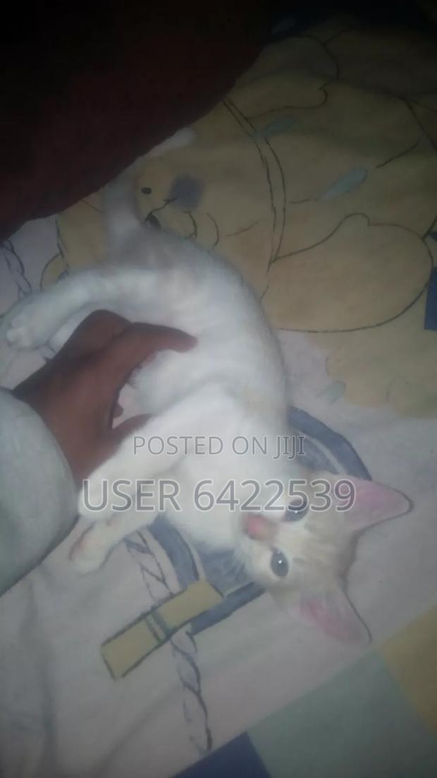 1-3 months Female Purebred Cat - thumbnail 4