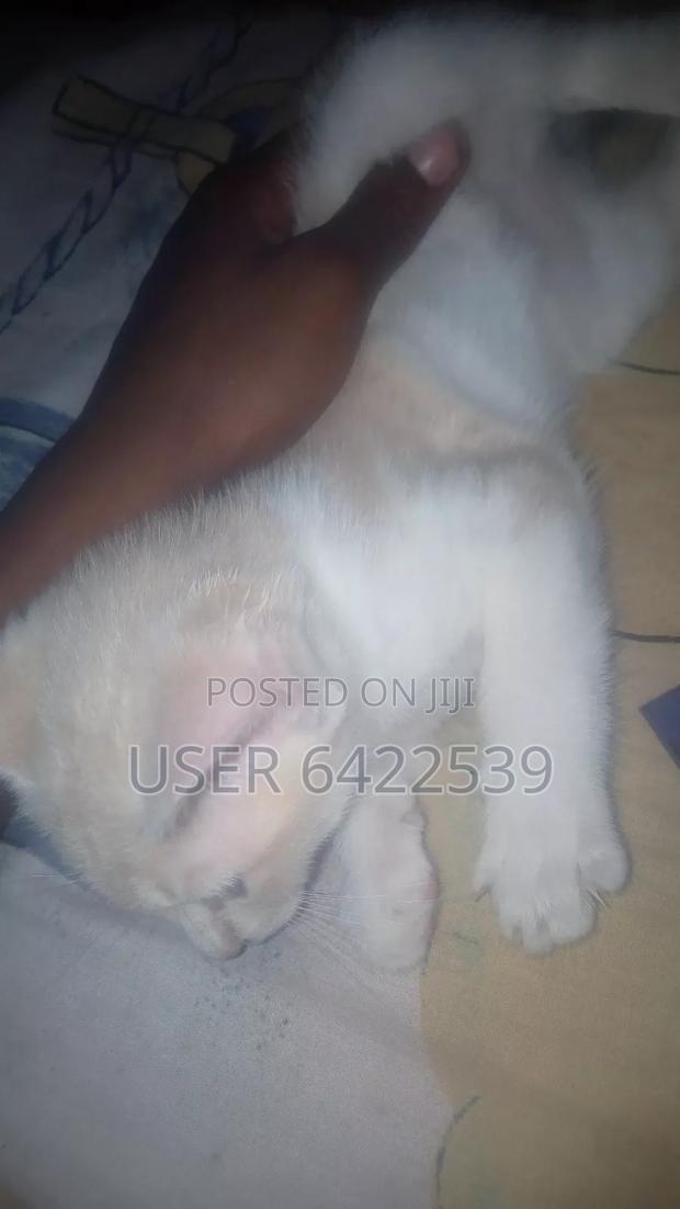 1-3 months Female Purebred Cat - thumbnail 5