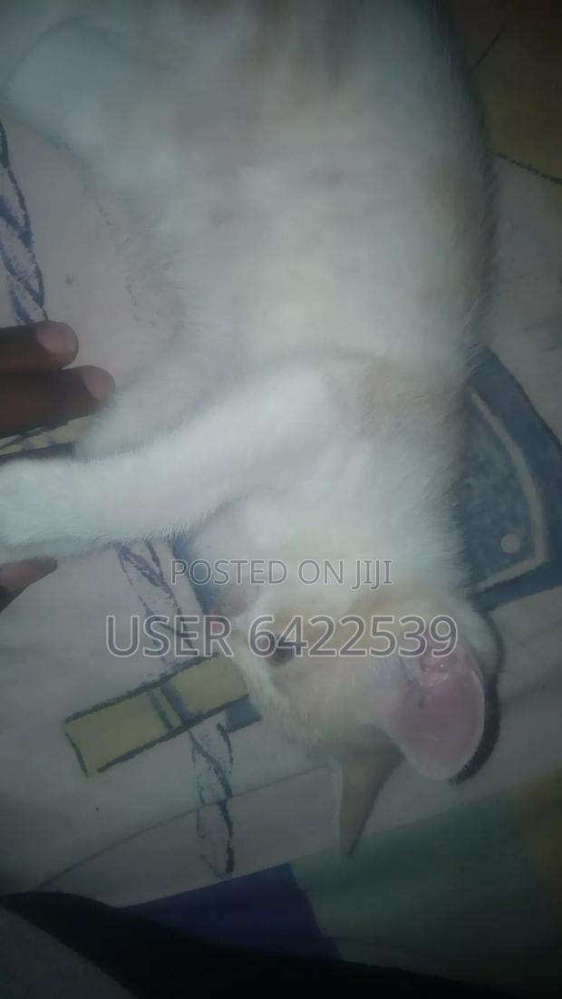 1-3 months Female Purebred Cat - thumbnail 6