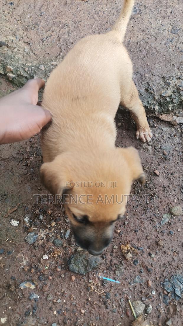 Puppies for Sale