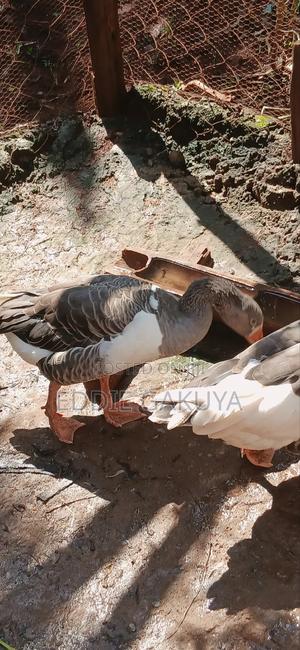 Geese Available - main view