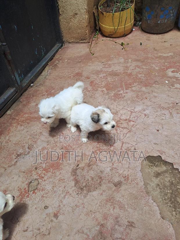 1-3 months Female Purebred Maltese - main view