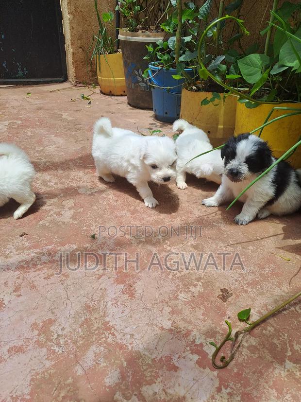 1-3 months Female Purebred Maltese - thumbnail 2